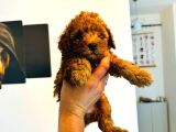 Ortalama 2 Kilo Kore Tea Cup Toy Poodle Dişi Yavrumuz