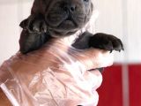 Üst  Düzey  Blue  Ve  Bluetan French Buldog Yavrular