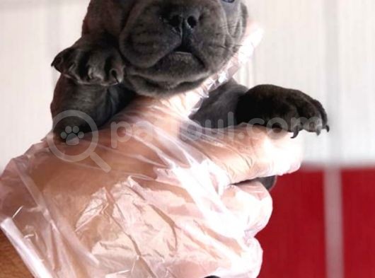 Üst  Düzey  Blue  Ve  Bluetan French Buldog Yavrular görsel