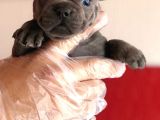 Üst  Düzey  Blue  Ve  Bluetan French Buldog Yavrular