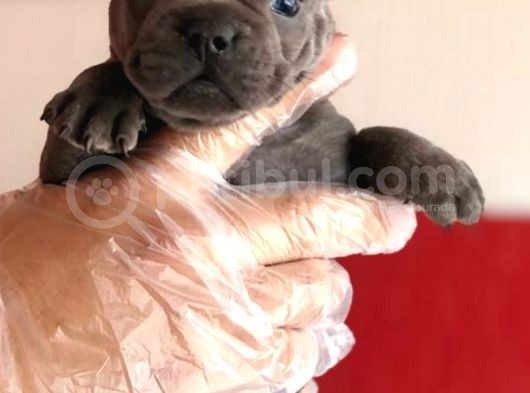 Üst  Düzey  Blue  Ve  Bluetan French Buldog Yavrular görsel