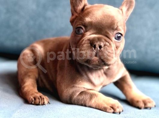 Üst  Düzey  Blue  Ve  Bluetan French Buldog Yavrular