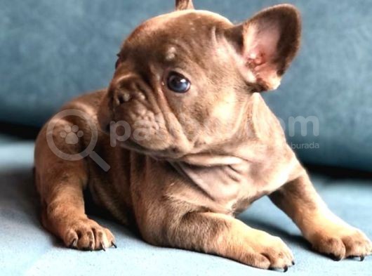 Üst  Düzey  Blue  Ve  Bluetan French Buldog Yavrular görsel