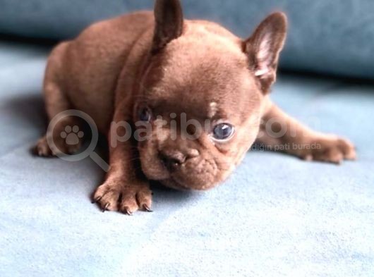 Üst  Düzey  Blue  Ve  Bluetan French Buldog Yavrular görsel