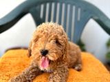 Son kalan red toy poodle erkek Yavrumuz