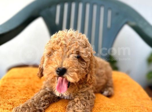 Son Kalan Red Toy Poodle Erkek Yavrumuz