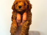 Ortalama 2 Kilo Kore Tea Cup Toy Poodle Dişi Yavrumuz