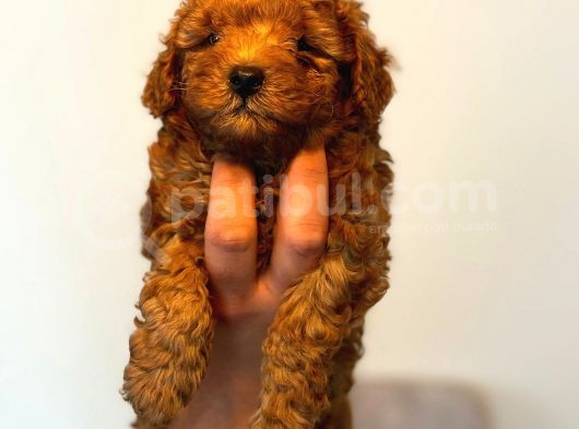 Ortalama 2 Kilo Kore Tea Cup Toy Poodle Dişi Yavrumuz görsel