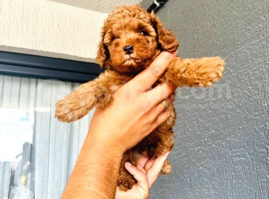 Ortalama 2 Kilo Kore Tea Cup Toy Poodle Dişi Yavrumuz