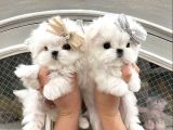 0 Numara Maltese Terrier Bebeklerimiz
