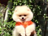 0-3 Aylık Yavru Pomeranian