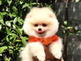 0-3 Aylık Yavru Pomeranian