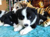 Dunyani̇n En Zeki̇ Irki Border Collie