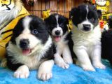 Dunyani̇n En Zeki̇ Irki Border Collie