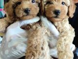 A Scr Muhteşem Toy Poodle  Yavrularimiz