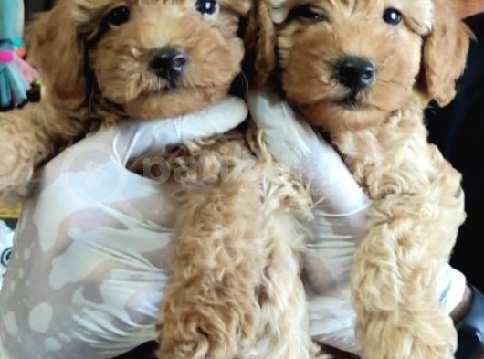 A Scr Muhteşem Toy Poodle  Yavrularimiz görsel
