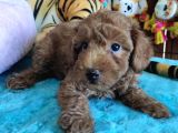 A Scr Muhteşem Toy Poodle  Yavrularimiz