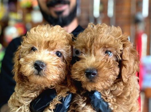 A Scr Muhteşem Toy Poodle  Yavrularimiz görsel