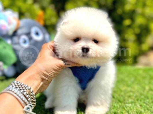 Safkan Pomeranian Boo Yavrularımız görsel