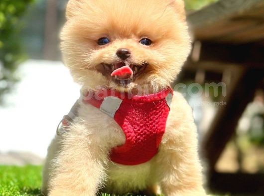 Safkan Pomeranian Boo Yavrularımız