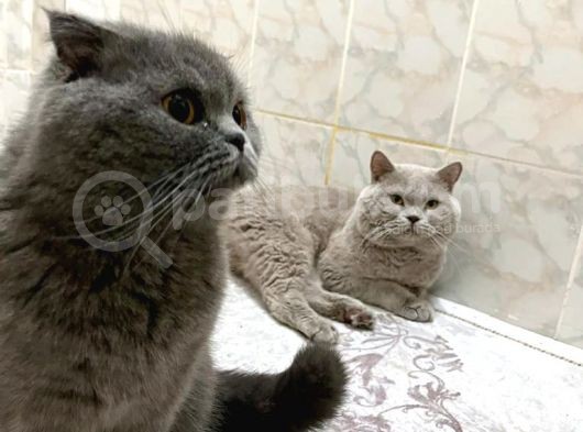 Scotti̇sh Fold Yavru Yeni̇ Evi̇ne Gi̇tmeye Hazir görsel