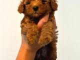 Ortalama 2 Kilo Kore Tea Cup Toy Poodle Dişi Yavrumuz