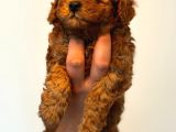 Ortalama 2 Kilo Kore Tea Cup Toy Poodle Dişi Yavrumuz