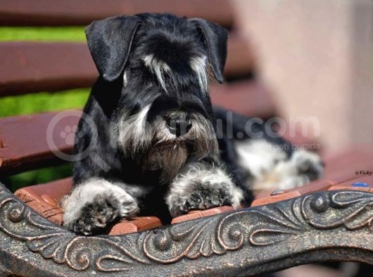 Şecereli Minyatür Schnauzer görsel