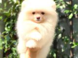 Karbeyaz Di̇şi̇ Pomerani̇an Boo