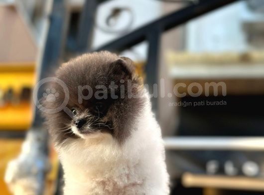 En Sevi̇mli̇ Teddy Bear Surat Yapisina Sahi̇p Pomerani̇an Boo Erkek