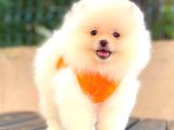 Teddy Face Di̇şi̇ Pomerani̇an Boo