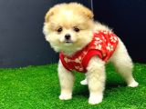 2 Aylık Erke Ve Dişi Pomerania Bebekler