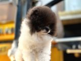 En Sevi̇mli̇ Teddy Bear Surat Yapisina Sahi̇p Pomerani̇an Boo Erkek
