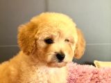 Poodle Yavrular