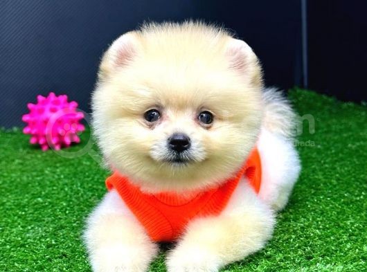 2 Aylık Erke Ve Dişi Pomerania Bebekler görsel