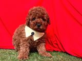 Tüy Dökmez Koku Yapmaz Toy Poodle Yavrularimiz