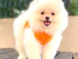 Teddy Face Di̇şi̇ Pomerani̇an Boo