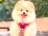 Krem Di̇şi̇ Pomerani̇an Boo