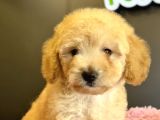 Poodle Yavrular