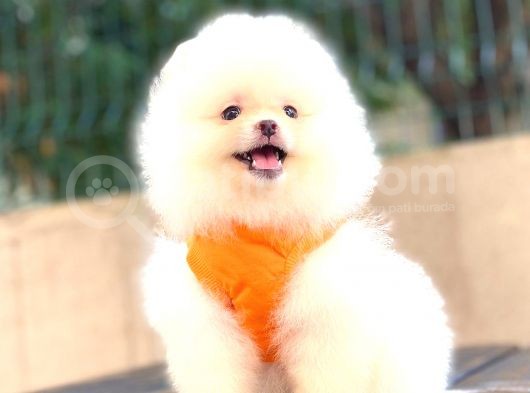 Teddy Face Di̇şi̇ Pomerani̇an Boo görsel
