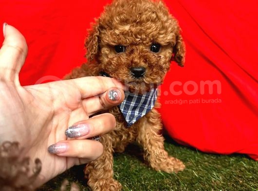 Tüy Dökmez Koku Yapmaz Toy Poodle Yavrularimiz görsel