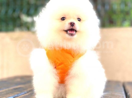 Teddy Face Di̇şi̇ Pomerani̇an Boo