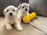 A Kalite Maltese Terrier Yavrularımız