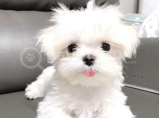 Teacup Maltese Terrier Bebekler görsel