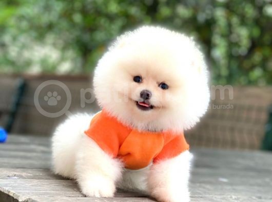 0-3 Aylık Yavru Pomeranian
