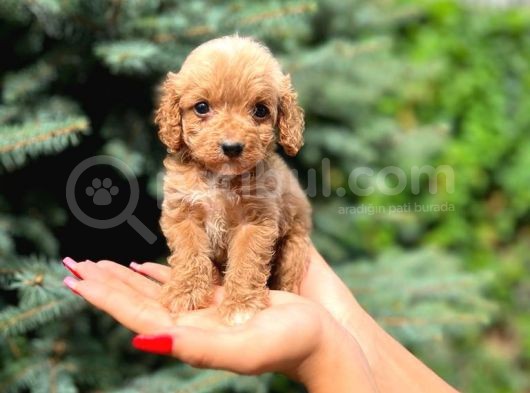 Türkiyenin En Güzel Maltipoo Yavruları görsel