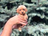 Sağlık Garantili Maltipoo Yavrumuz