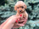 Sağlık garantili maltipoo yavrumuz