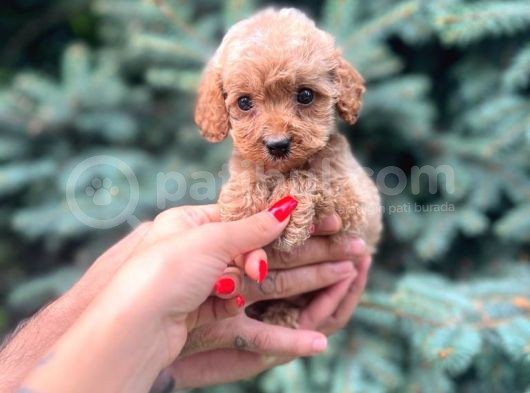 Sağlık Garantili Maltipoo Yavrumuz