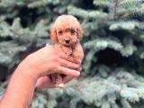 Sağlık Garantili Maltipoo Yavrumuz